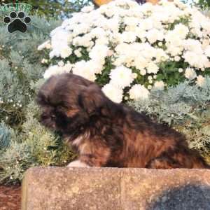 Bingo, Lhasa Apso Puppy